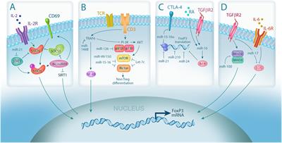 Effects of MicroRNA on Regulatory T Cells and Implications for Adoptive Cellular Therapy to Ameliorate Graft-versus-Host Disease